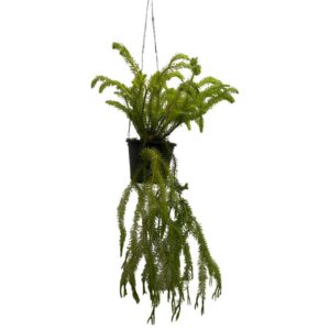 Lycopodium/Huperzia Squerrosa Niugini (0.5m)