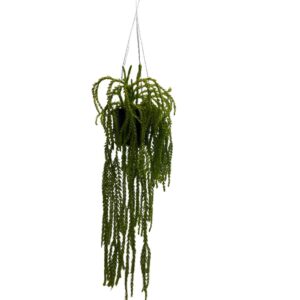 Lycopodium/Huperzia Carinata Nangklay (0.5m)