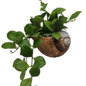 Dischidia on hanging shell (0.2m)