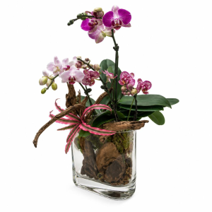 3-in-1 Mini Phalaenopsis Orchid on Natural Driftwood with Glass Pot – Mixed Varieties