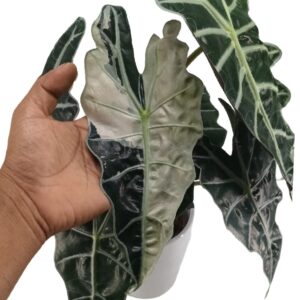 Alocasia amazonica variegated (0.45m)