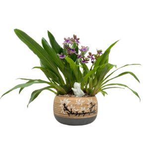 3in1 Zygopetalum Blue Bank Arrangement in Ceramic Pot