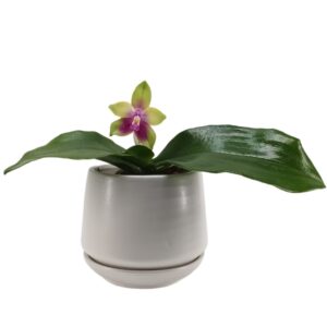 Novelty Phal. KS Happy Eagle 快乐鹰