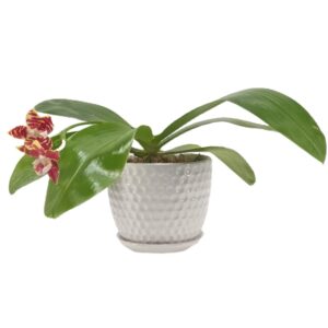 Novelty Phal. Brother Ambo Passion 'Hsia#49' 安汶的热情