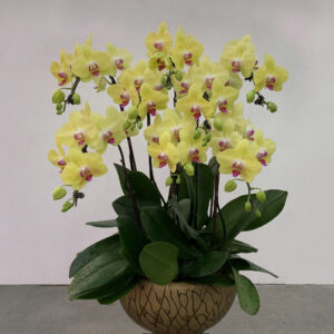 Phalaenopsis, Butterfly Orchid