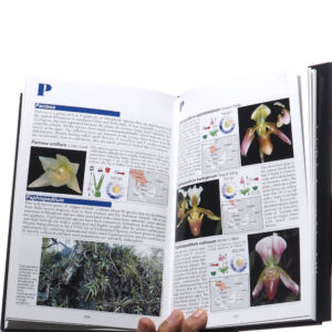 Orchid Art and Book