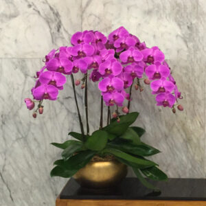 Phalaenopsis Subscription