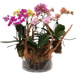 Mini Phalaenopsis, Mini Butterfly Orchid