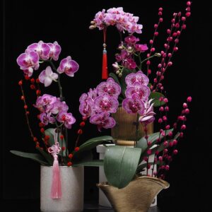 Mini Mix Phalaenopsis with CNY deco 喜气洋洋