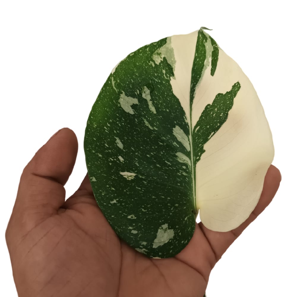 Flash Sale] Syngonium and Monstera Plants (Bundle of 3) - Woon Leng Nursery