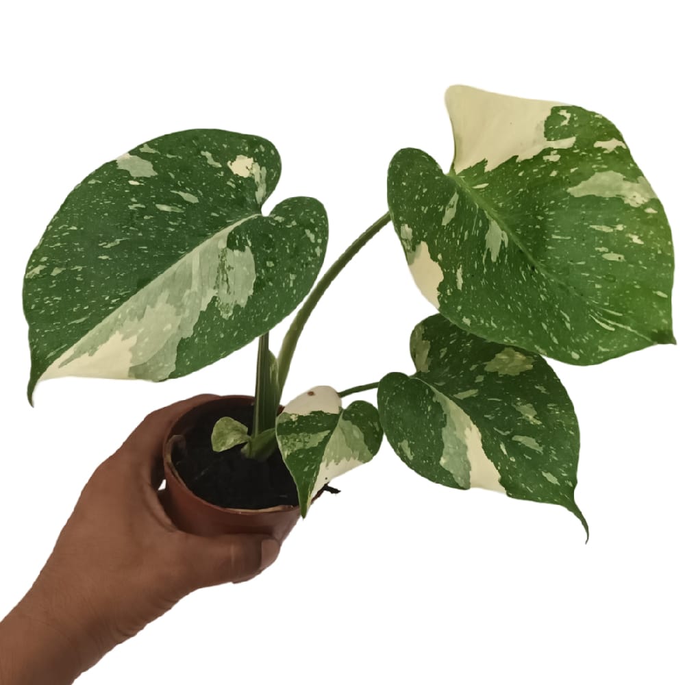Flash Sale] Syngonium and Monstera Plants (Bundle of 3) - Woon Leng Nursery