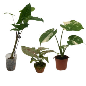 [Flash Sale] Syngonium and Monstera Plants (Bundle of 3)