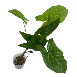 Syngonium Podophyllum 'Batik' (0.50m)