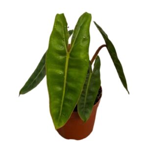 Philodendron billietiae