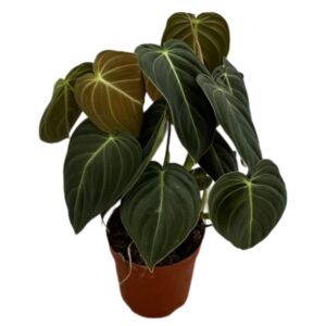 Philodendron Melanochrysum (0.5m)