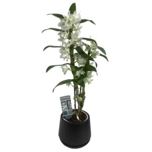 Dendrobium nobile Star Class Apollon (0.50m)