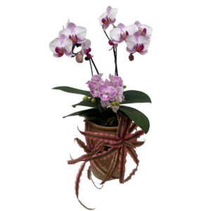 2 in 1 Mini Mix Phalaenopsis Arrangement