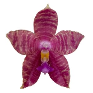 Novelty Phal. Lyndon Mix Zebra '875' 林登斑马 '875'