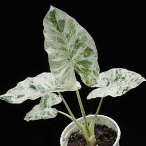 Alocasia Macrorrhiza Marble Dragon (0.25m)
