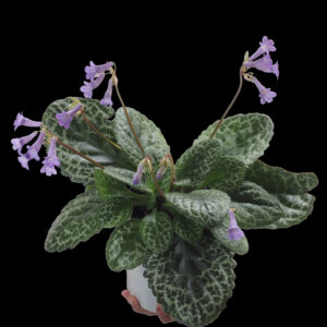 Streptocarpus Pretty Turtle (0.25m)