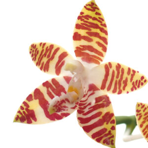 Novelty Phal. amboinensis
