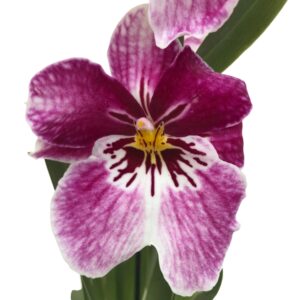Miltoniopsis Princess Diana 'Red Baron'