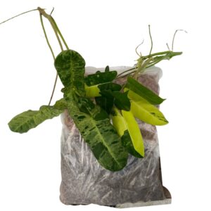 [Bundle of Happiness] Philodendron Cuttings + Aroids soil