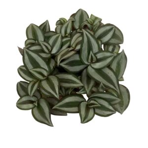 Tradescantia Zebrina (0.1m)