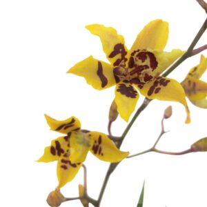 Oncidium Wildcat Camela (0.5m)