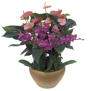 Mother’s Day Mini Phalaenopsis with Anthurium Pink