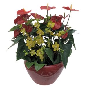 Mother’s Day Mini Phalaenopsis with Anthurium Red