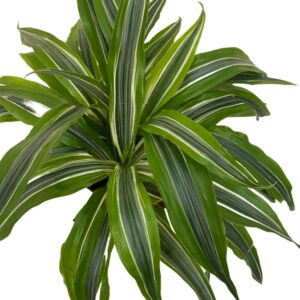 Dracaena Lemon Lime (0.2m)