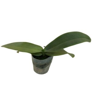 Phalaenopsis gigantea (0.10m)