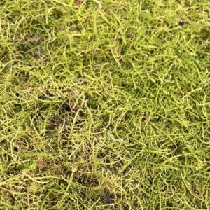 Moss Thuidium cymbifolium 大羽藓