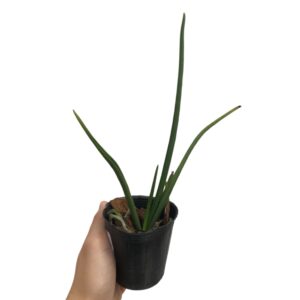 Paraphalaenopsis laycockii alba (0.20m)