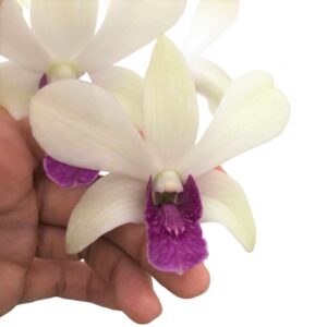 Dendrobium Woon Leng