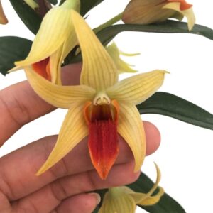 Dendrobium Jiaho Delight ''Orange Candy'' (0.45m)