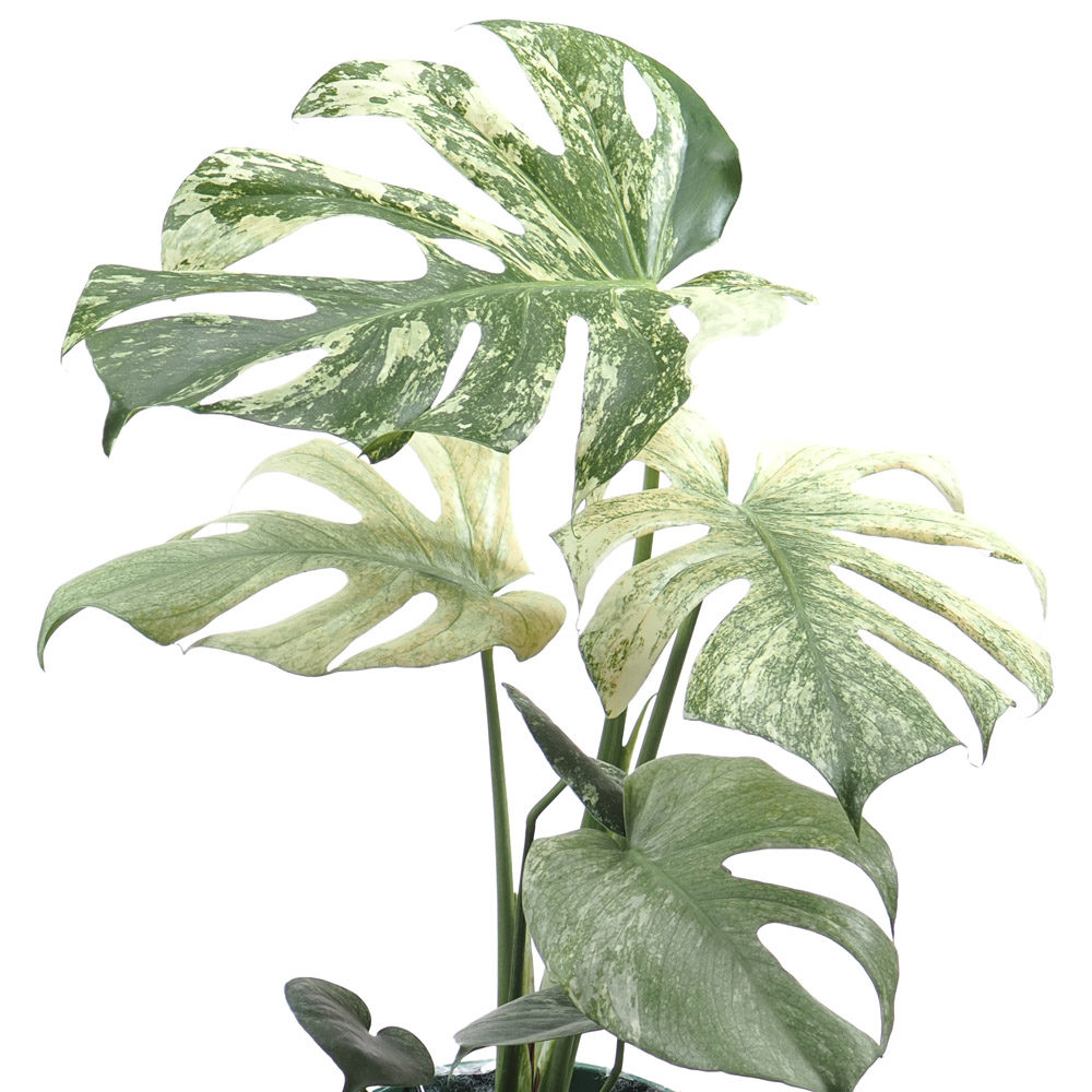 Monstera white monster (0.72m) - Woon Leng Nursery