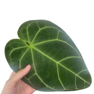 Anthurium Crystallinum (0.3m)