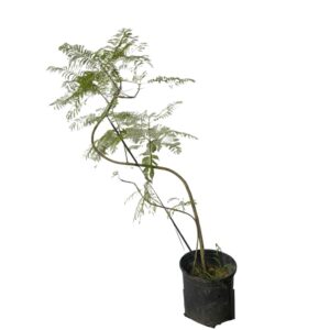 Jacaranda mimosifolia (1.1m)