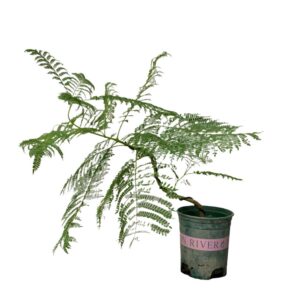 Jacaranda mimosifolia (0.40m)