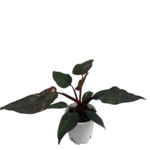 Philodendron marble Pink Princess (0.23 m)