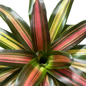 Bromeliad SP1