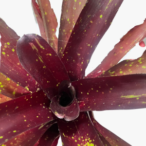Bromeliad SP4
