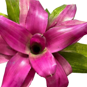 Bromeliad SP3