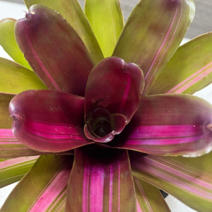 Bromeliad SP5