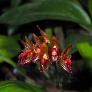 Bulbophyllum subumbellatum