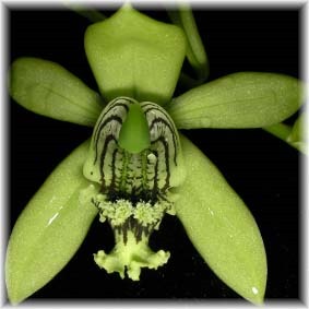 Coelogyne mayeriana