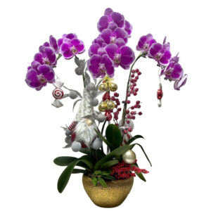[Xmas Gift] 3 in 1 Phalaenopsis Arrangement with Xmas decor in ceramic pot