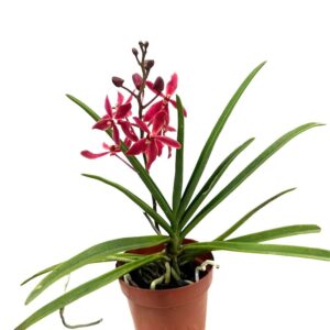 Pararenanthera hybrid